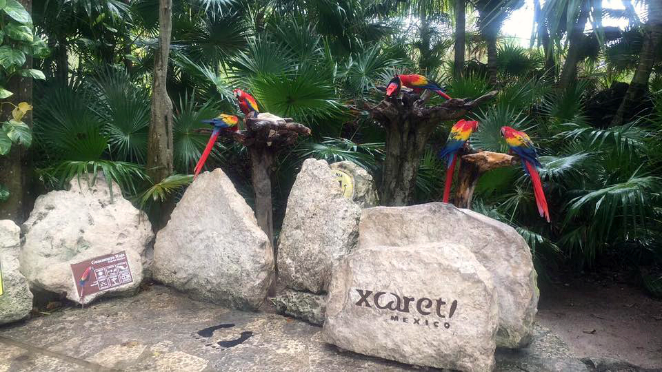 A collection of manmade rocks, one with the name and logo of Xcaret! Mexico carved on. Four colourful parrots sit on top of the rocks, which make up a fun photo opportunity.