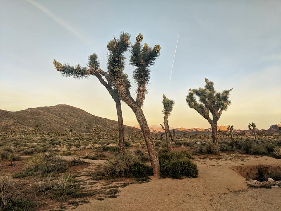 A photo of the sun rising (or setting!) in Joshua Tree. Skinny tree trunks are almost silhouetted against the soft blue sky, with hills in the background and a sandy foreground.