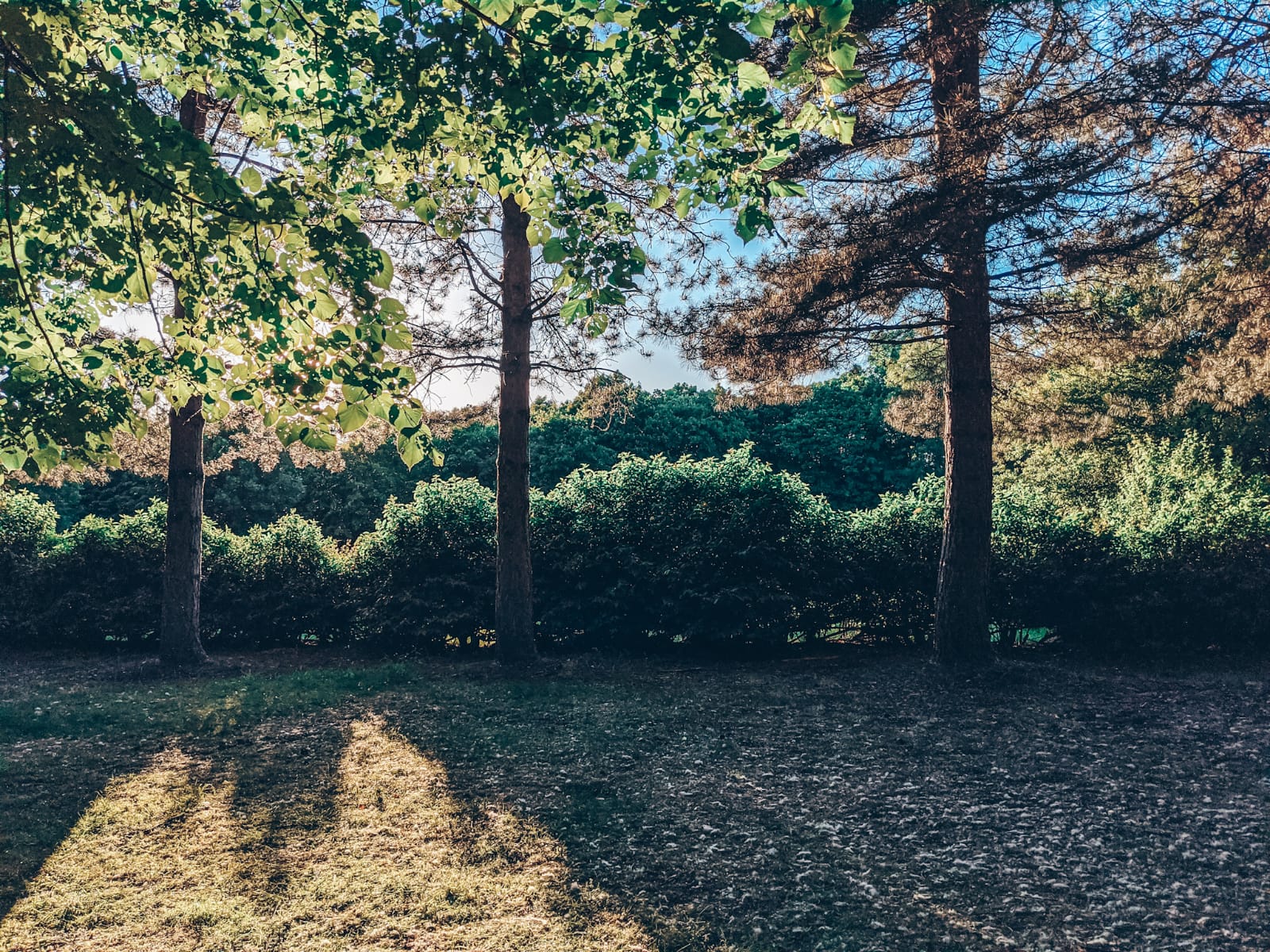 A serene forest scene with sunlight streaming through the branches of tall trees. The green foliage creates a natural canopy overhead, while shadows of the trees stretch across the grass. Bushes form a lush backdrop amid the tranquility, akin to finding peace through 6 helpful apps I've relied on during lockdown.